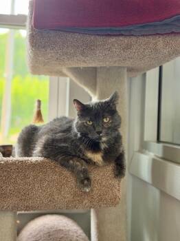 Issy -  Domestic Short Hair Cat Available for Adoption in Menomonie, Wisconsin - Issy | PetCurious