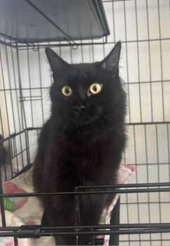 Domestic Medium Hair Cats Available for Adoption in Cumberland, Maine - Chickadee | PetCurious