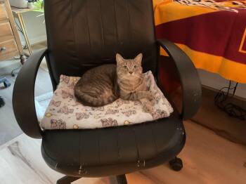 Rescue Domestic Short Hair Cats for Adoption in Baltimore, Maryland - Gabby | PetCurious