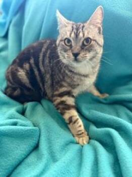 Missy -  Domestic Short Hair Cat for Adoption in Fairfax, Virginia - Missy | PetCurious