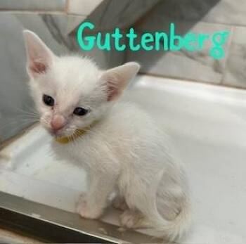 Guttenburg -  Domestic Short Hair Cat for Adoption in Ruskin, Florida - Guttenburg | PetCurious