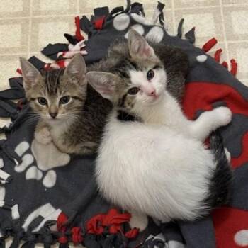 Domestic Short Hair Cats Available for Adoption in Pleasanton, California - Aster | PetCurious