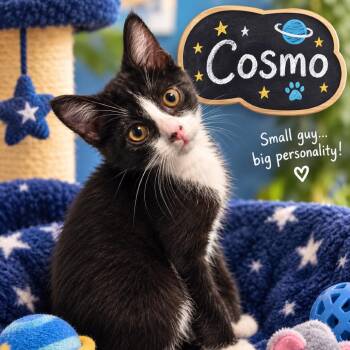 Cosmo -  Domestic Short Hair Cat for Adoption in League City, Texas - Cosmo | PetCurious