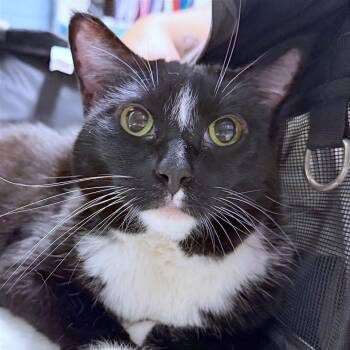 Winnie -  Domestic Short Hair Cat for Adoption in Providence, Rhode Island - Winnie | PetCurious
