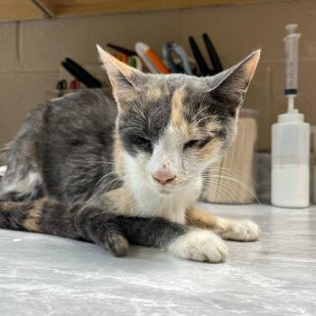 Mary -  Domestic Short Hair Cat for Adoption in Lewisburg, West Virginia - Mary | PetCurious