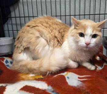 Pete -  Domestic Long Hair Cat for Adoption in Muskegon, Michigan - Pete | PetCurious