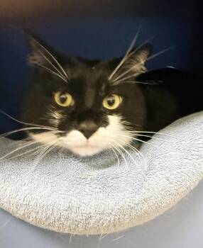 Loki - BIG SWEET PURRBOY -  Domestic Short Hair Cat for Adoption in Oshkosh, Wisconsin - Loki - BIG SWEET PURRBOY | PetCurious