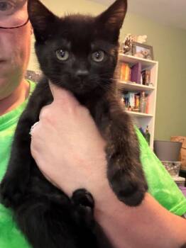 Spinner -  Domestic Medium Hair Cat for Adoption in Grand Rapids, Michigan - Spinner | PetCurious