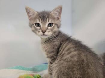 Orion -  Domestic Short Hair Cat for Adoption in Delson, Quebec - Orion | PetCurious