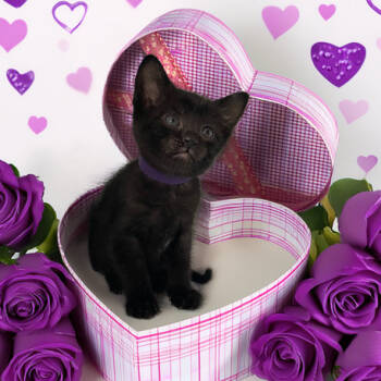 Rescue Domestic Short Hair Cats for Adoption in Austin, Texas - Barney 1 | PetCurious