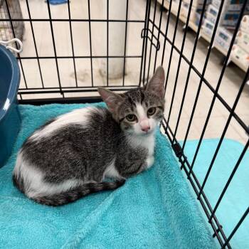 Domestic Short Hair Cats Available for Adoption - Shania Twain | PetCurious