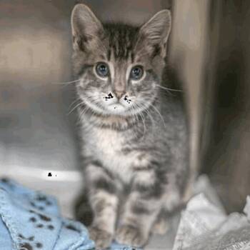 Domestic Short Hair Cats Available for Adoption in New York, New York - Hamilton | PetCurious