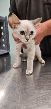 Stacey -  Domestic Short Hair Cat for Adoption in Athens, Tennessee - Stacey | PetCurious