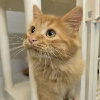 Rescue Domestic Medium Hair Cats for Adoption in Colorado Springs, Colorado - Gabby | PetCurious
