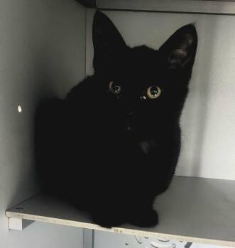 Domestic Short Hair Cats Available for Adoption - Drizzle | PetCurious