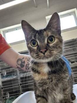 Candyland -  Domestic Short Hair Cat for Adoption in Cincinnati, Ohio - Candyland | PetCurious