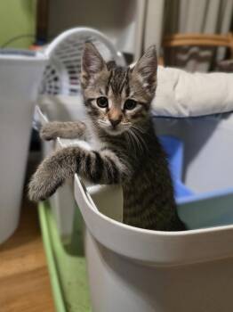Henning -  Domestic Short Hair Cat for Adoption in Trenton, New Jersey - Henning | PetCurious