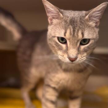 Domestic Short Hair Cats Available for Adoption - Gallivant | PetCurious