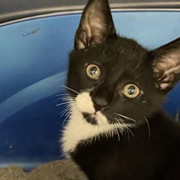 Oreo -  Domestic Short Hair Cat for Adoption in Wheaton, Illinois - Oreo | PetCurious