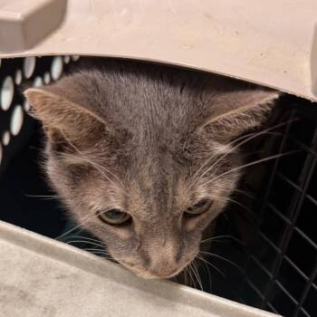 Chino -  Domestic Short Hair Cat for Adoption in Philadelphia, Pennsylvania - Chino | PetCurious