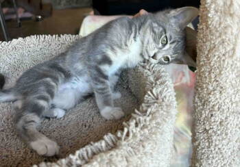 Rescue Domestic Short Hair Cats for Adoption in Dalzell, Illinois - Lingo | PetCurious