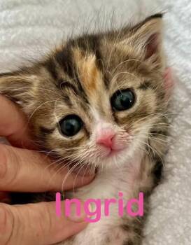Domestic Medium Hair Cats Available for Adoption in New Bern, North Carolina - INGRID Kitten | PetCurious
