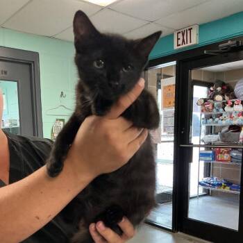 Salem -  Domestic Short Hair Cat for Adoption in Spruce Pine, North Carolina - Salem | PetCurious