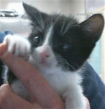 Domestic Short Hair Cats Available for Adoption in Sacramento, California - DESIREE | PetCurious