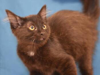 Emmy -  Domestic Short Hair Cat for Adoption in Portland, Oregon - Emmy | PetCurious