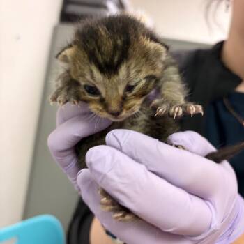 Domestic Short Hair Cats Available for Adoption in Charleston, West Virginia - Head | PetCurious