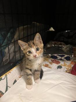 Rescue Domestic Short Hair Cats for Adoption in Lawrenceville, Georgia - Itty Bitty Kitty | PetCurious