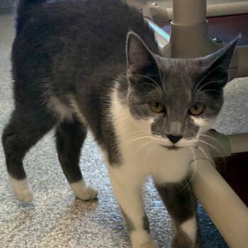 Ami -  Domestic Short Hair Cat for Adoption in East Hanover, New Jersey - Ami | PetCurious