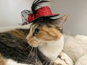 Harley -  Domestic Short Hair Cat for Adoption in Palm Coast, Florida - Harley | PetCurious