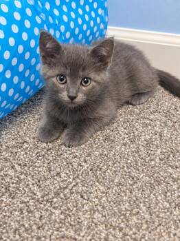 Beanie -  Domestic Short Hair Cat for Adoption in Victor, New York - Beanie | PetCurious
