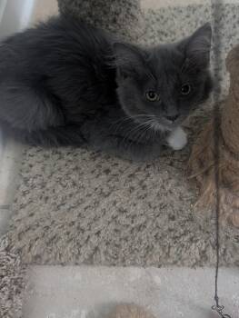 Henretta -  Domestic Long Hair Cat for Adoption in Richmond, Virginia - Henretta | PetCurious
