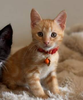 BOY -  Domestic Short Hair Cat for Adoption in Colorado Springs, Colorado - BOY | PetCurious