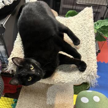 Hazel -  Domestic Short Hair Cat Available for Adoption in Tillamook, Oregon - Hazel | PetCurious