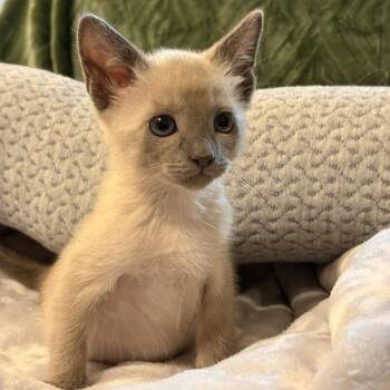 Chisel -  Siamese and Domestic Short Hair Cat for Adoption in San Tan Valley, Arizona - Chisel | PetCurious