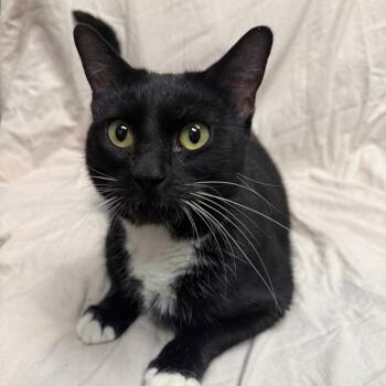 Rescue Tuxedo Cats for Adoption in Urbana, Illinois - Sushi | PetCurious