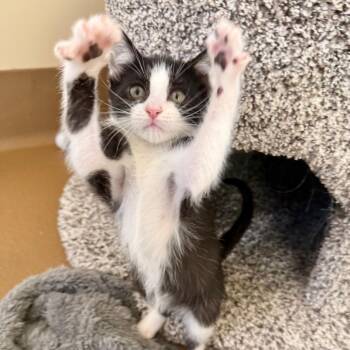 Domestic Short Hair Cats Available for Adoption - Emmy Lou | PetCurious