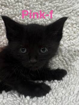 Domestic Short Hair Cats Available for Adoption in Brookhaven, Mississippi - Pink 26 | PetCurious