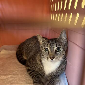 Willow -  Domestic Short Hair Cat for Adoption in West Palm Beach, Florida - Willow | PetCurious