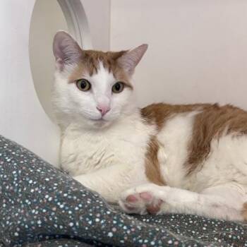 Domestic Short Hair Cats Available for Adoption in Janesville, Wisconsin - Meep | PetCurious