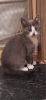 Domestic Short Hair Cats Available for Adoption in Medford, Wisconsin - Frenella | PetCurious