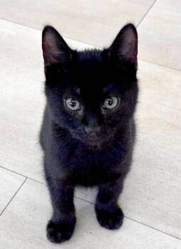Mulder (AO36757) -  Domestic Short Hair Cat for Adoption in Kansas City, Kansas - Mulder (AO36757) | PetCurious