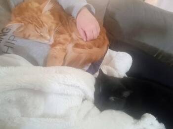 JJ - Batty -  Domestic Short Hair Cat for Adoption in Battle Ground, Washington - JJ - Batty | PetCurious