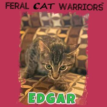 Edgar -  Domestic Short Hair Cat for Adoption in Kingman, Arizona - Edgar | PetCurious