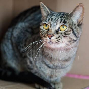Domestic Short Hair Cats Available for Adoption - Minnie | PetCurious