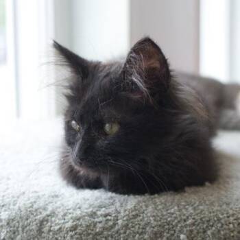 Pumpernickel -  Domestic Medium Hair and Domestic Short Hair Cat for Adoption in Verona, Wisconsin - Pumpernickel | PetCurious