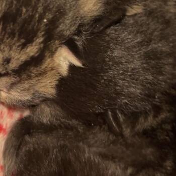 Pippen -  Domestic Short Hair Cat Available for Adoption in Monroe, Michigan - Pippen | PetCurious